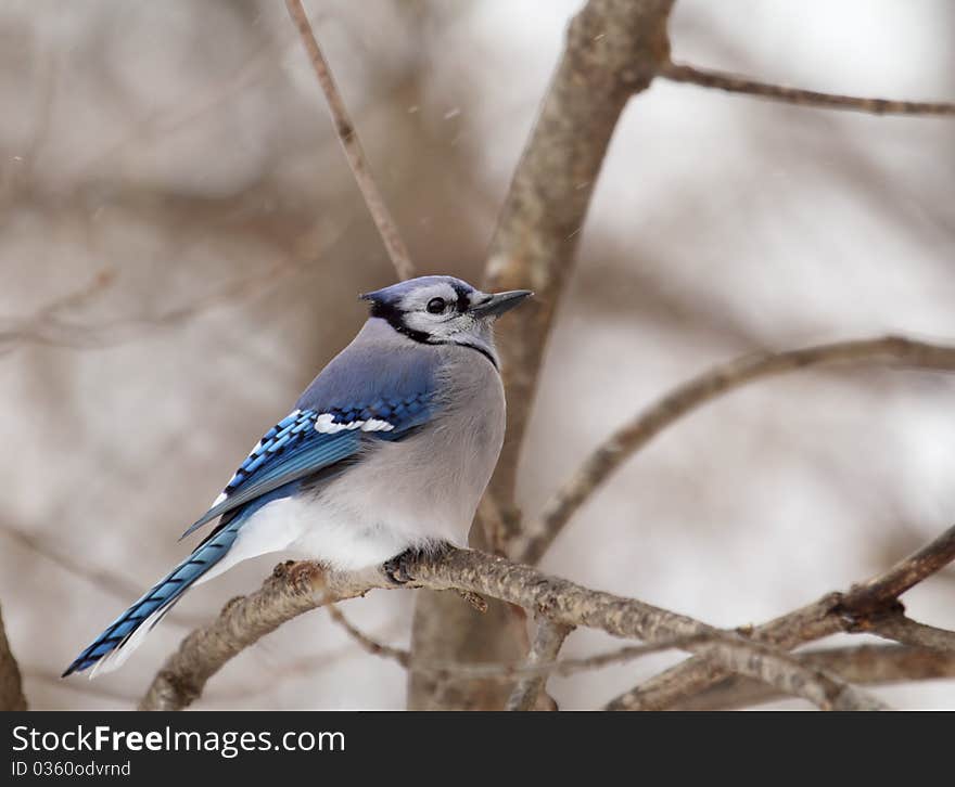 Blue Jay, Cyanocitta cristata, perched on a tree branch