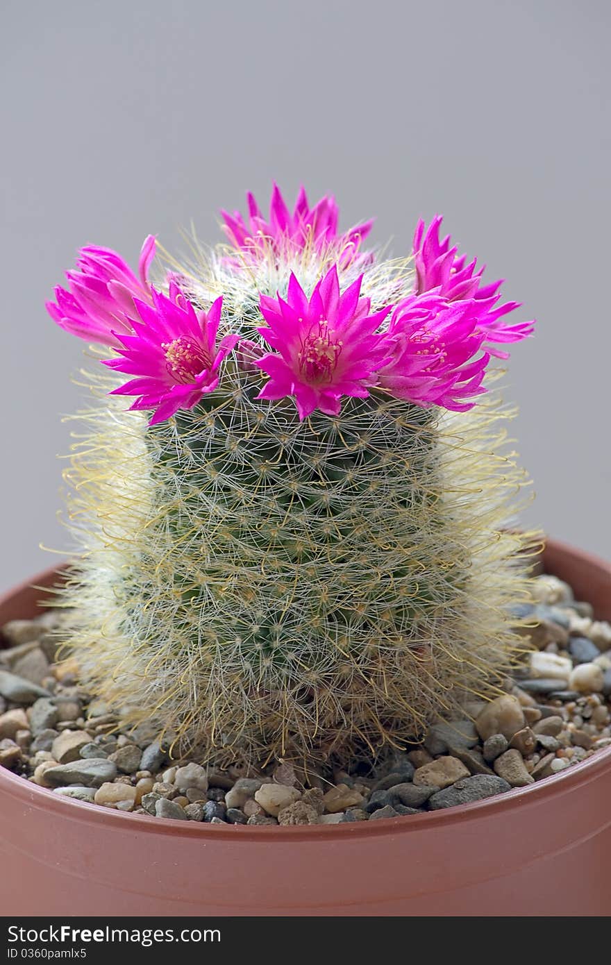 Cactus with blossoms on dark background (Mammillaria).Image with shallow depth of field. Cactus with blossoms on dark background (Mammillaria).Image with shallow depth of field.