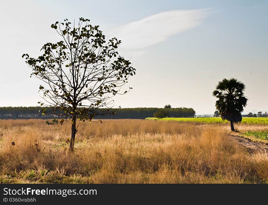 Teak tree and Sweet palm tree in the seasonal rice field. Teak tree and Sweet palm tree in the seasonal rice field