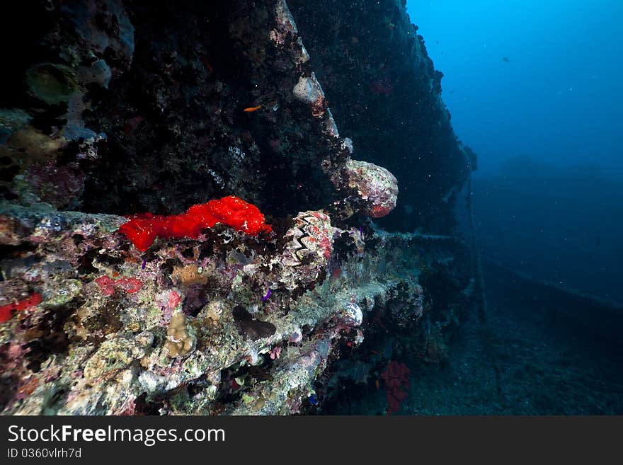 Coal tender on the SS Thistlegorm.