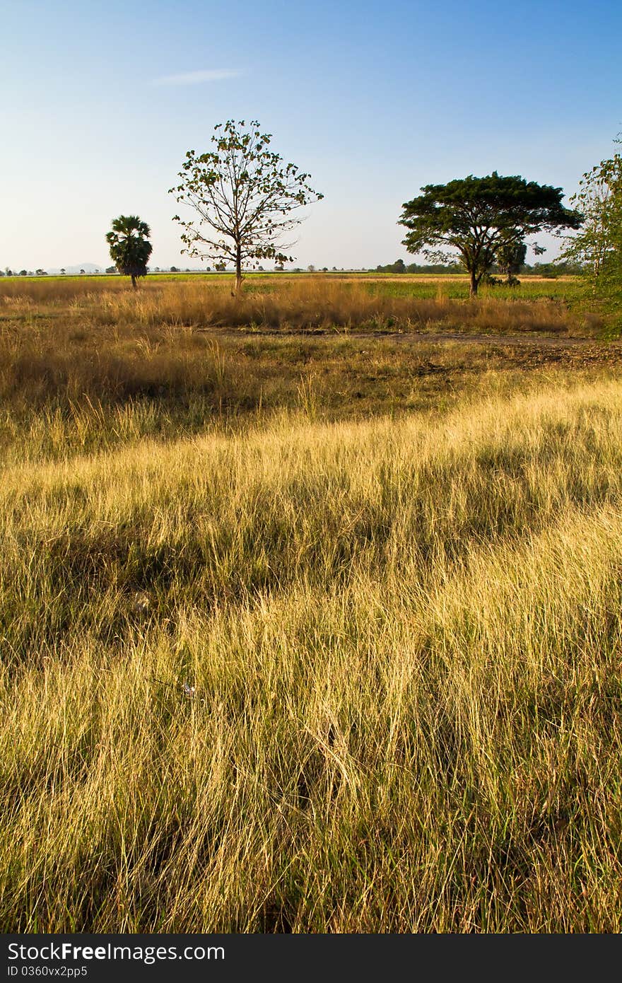 Landscape of paddy after the harvest