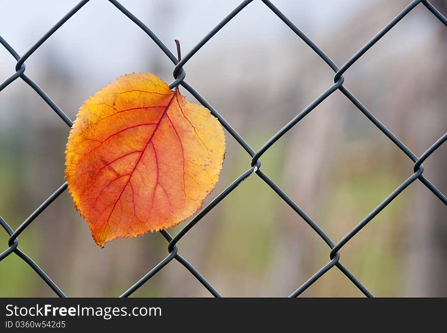 Autumn leaves entangled in the wire. Autumn leaves entangled in the wire