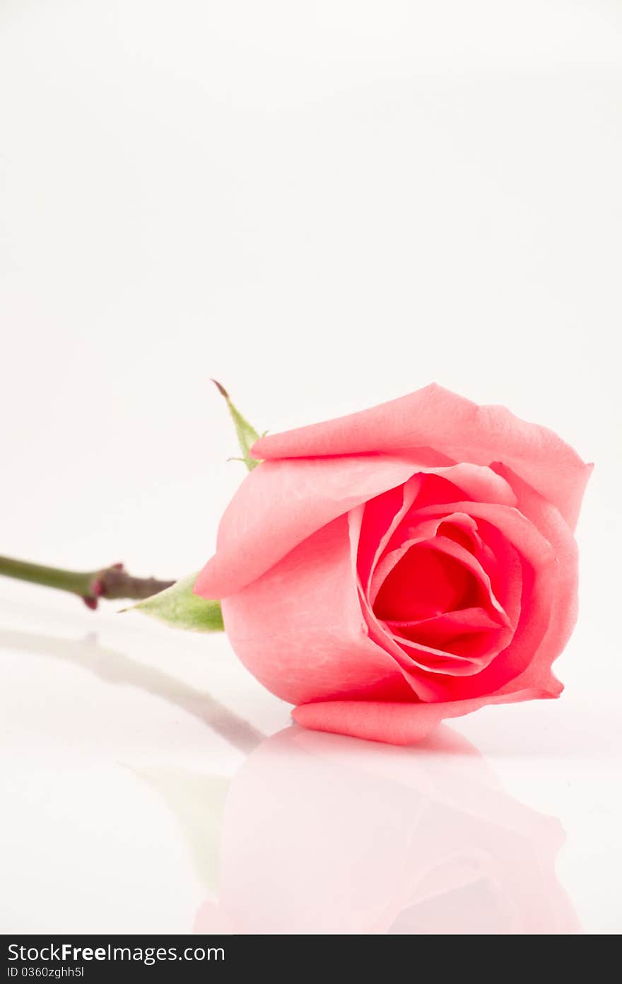 Pink rose on white background. Pink rose on white background