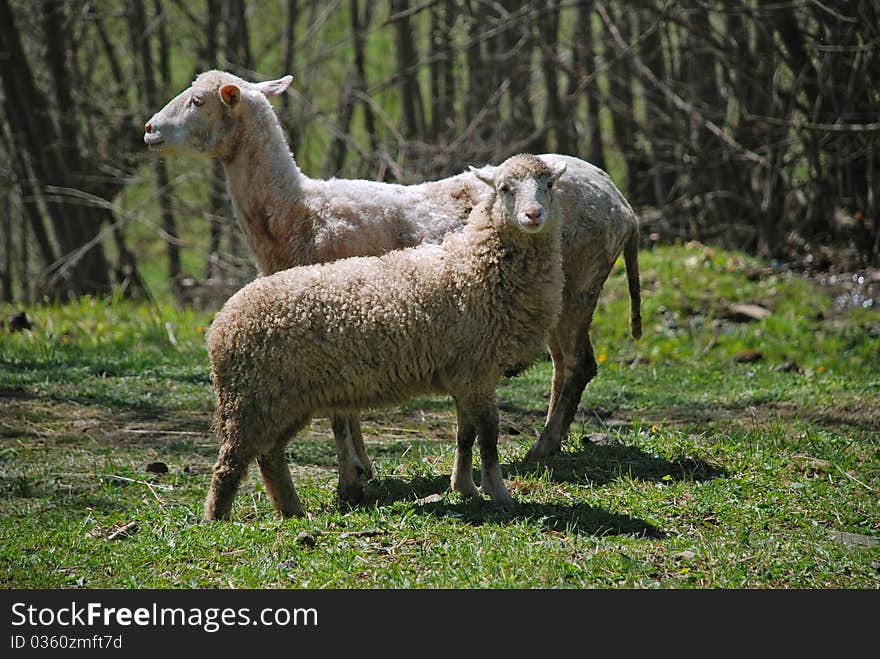 Sheep on a hillside in an autumn landscape under the dark blue sky