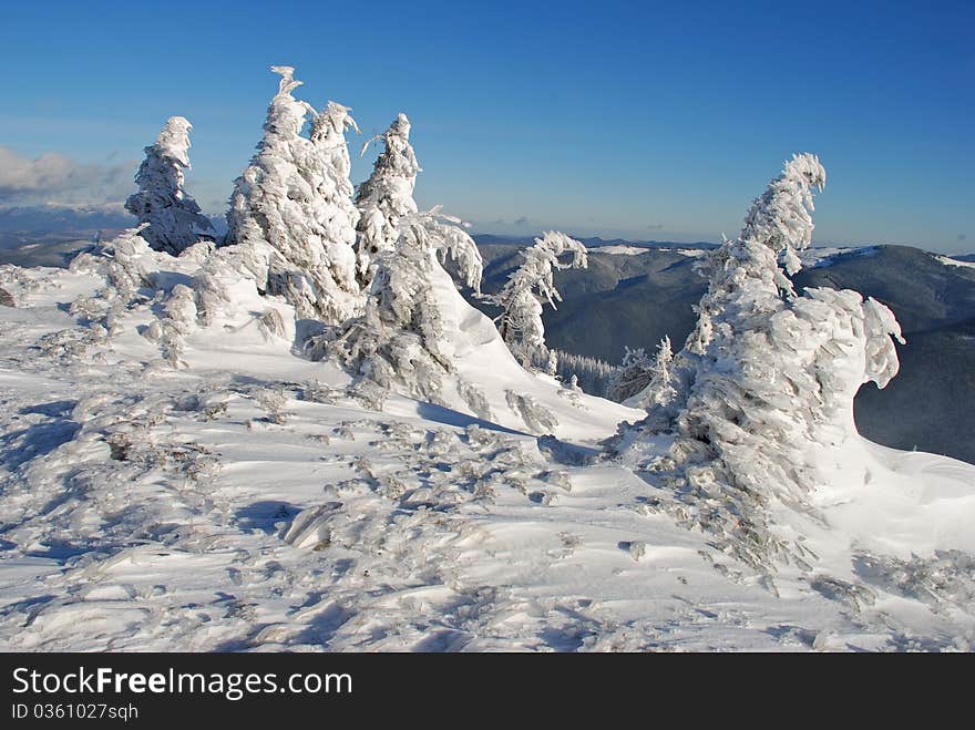 Winter  firs under snow