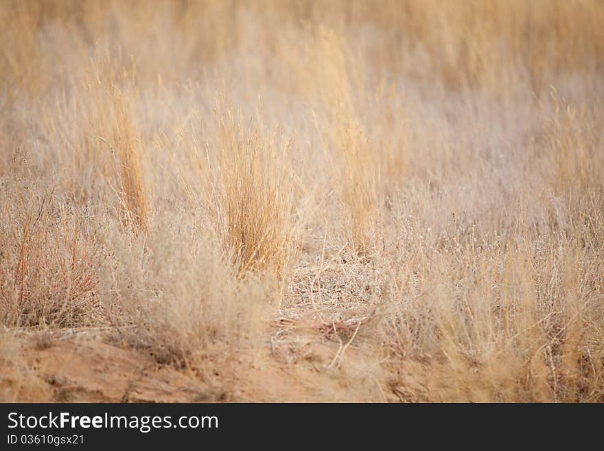 Dry yellow grass in a desert. Dry yellow grass in a desert