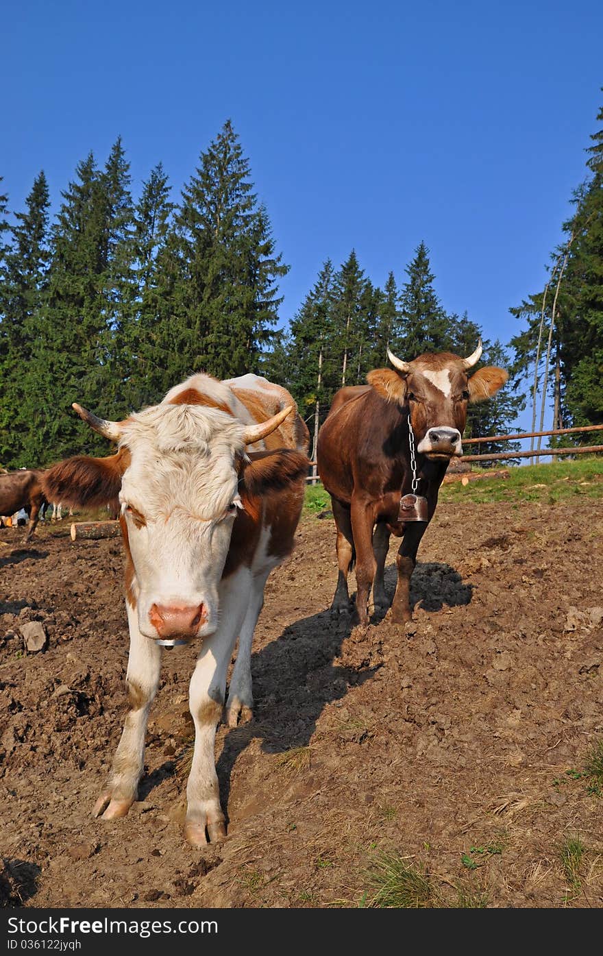 Cows on a summer pasture