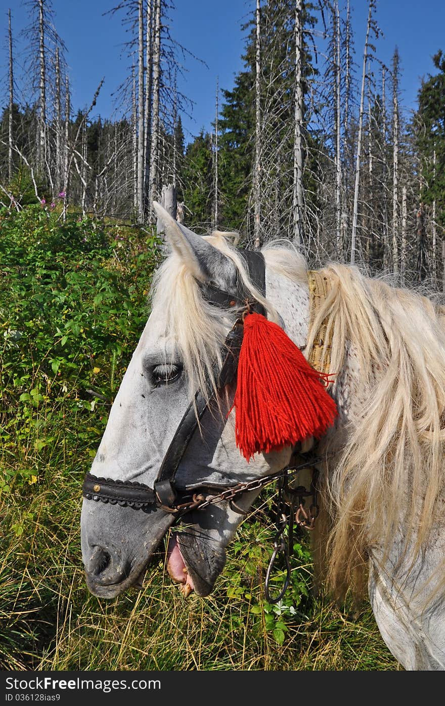 Head of a horse