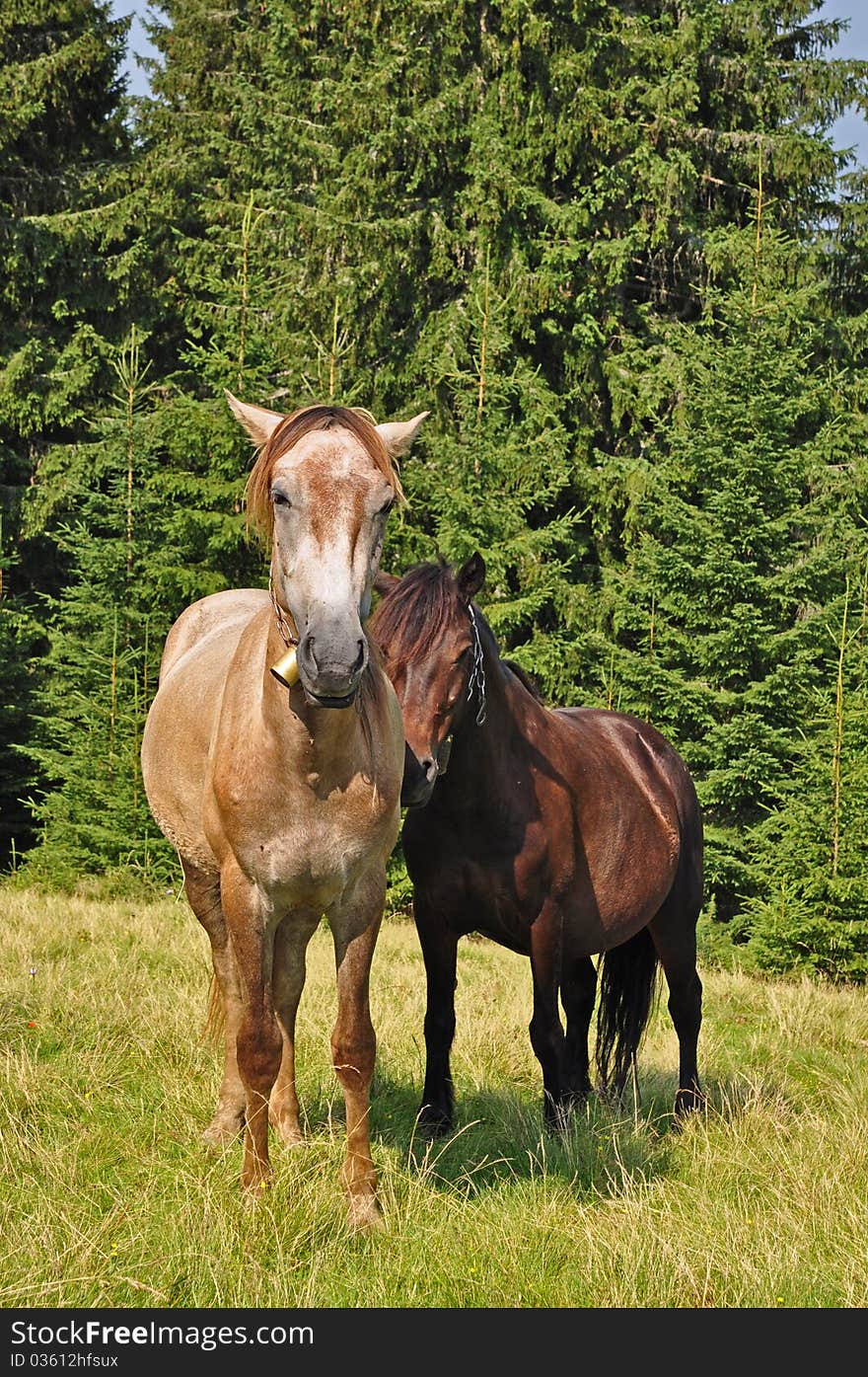 Horses on a hillside in a summer landscape under the dark blue sky