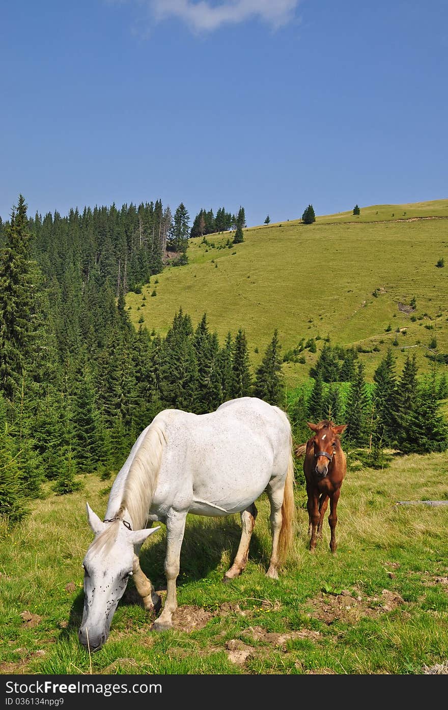 Horses on a hillside in a summer landscape under the dark blue sky