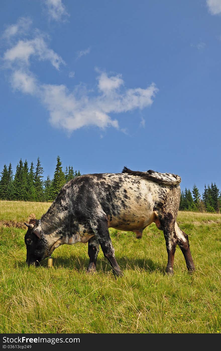 Young bull on a summer pasture