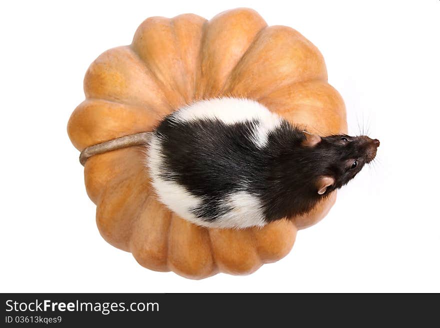 Home rat sitting on orange pumpkin isolated on white. Home rat sitting on orange pumpkin isolated on white