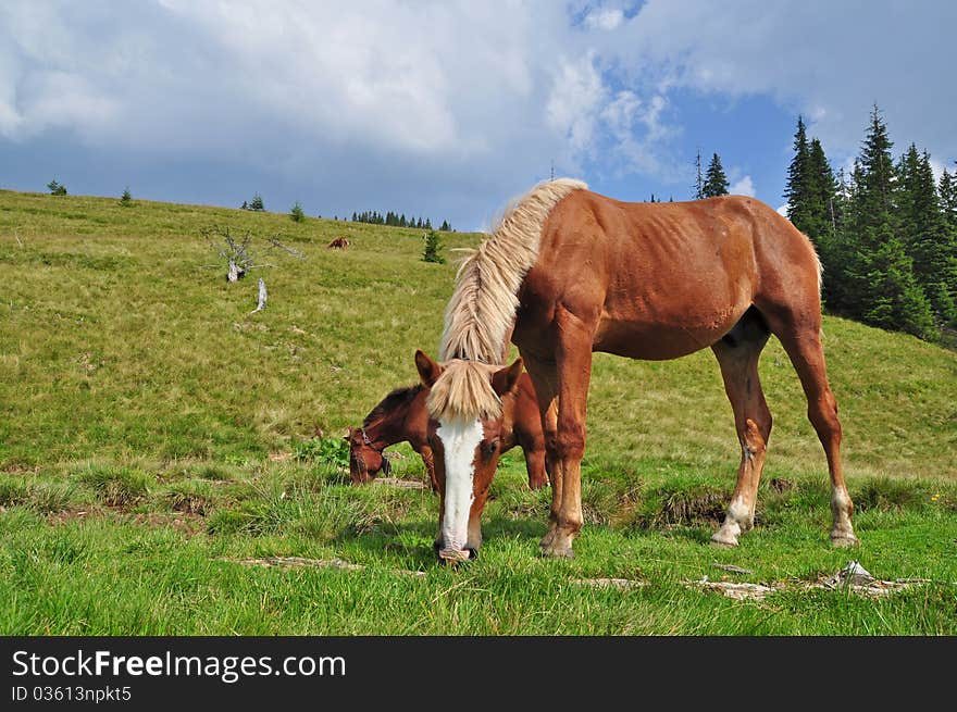 Horses on a hillside in a summer landscape under the dark blue sky