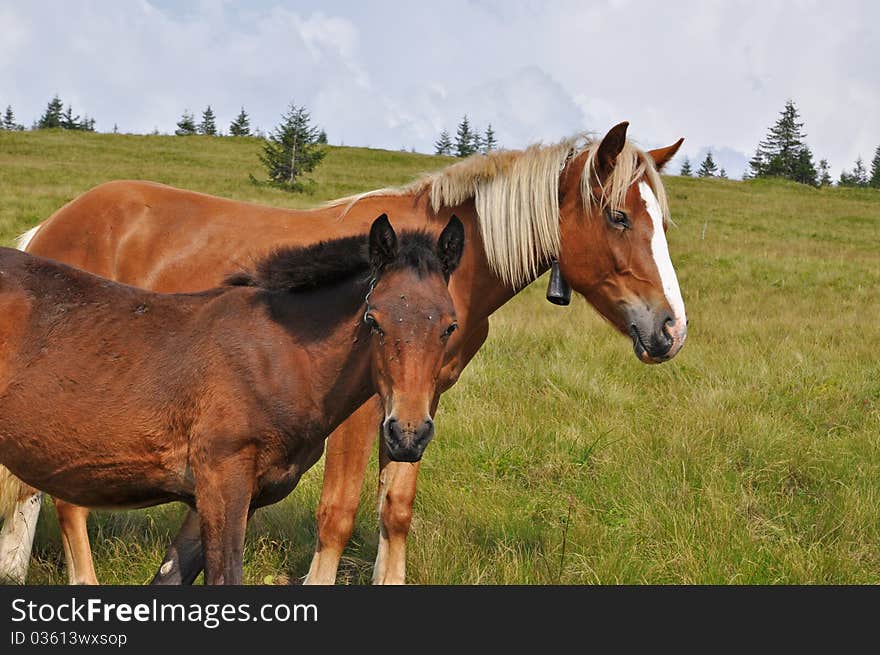 Horses on a hillside