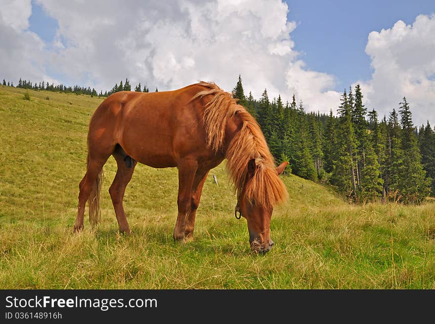 Horse on a hillside in a summer landscape under the dark blue sky