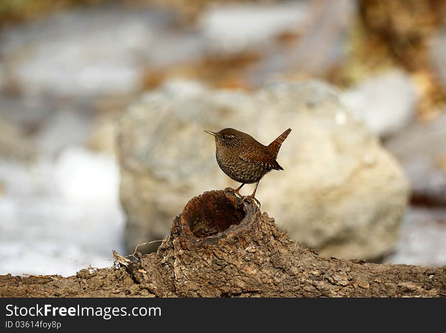 Wren