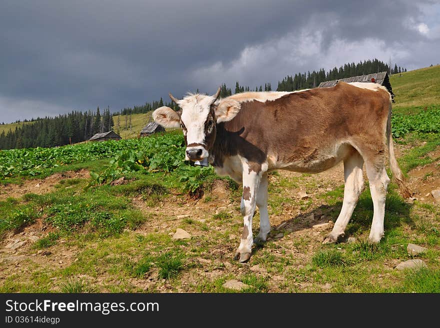 A cow on a summer pasture in a rural landscape. A cow on a summer pasture in a rural landscape