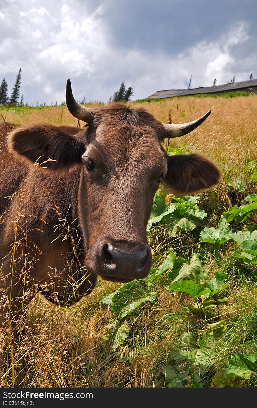 Cow on a mountain pasture