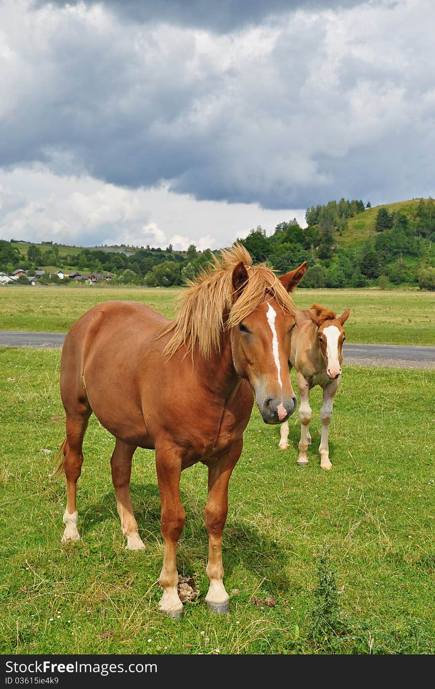 Horses on a pasture in a summer landscape under the dark blue sky