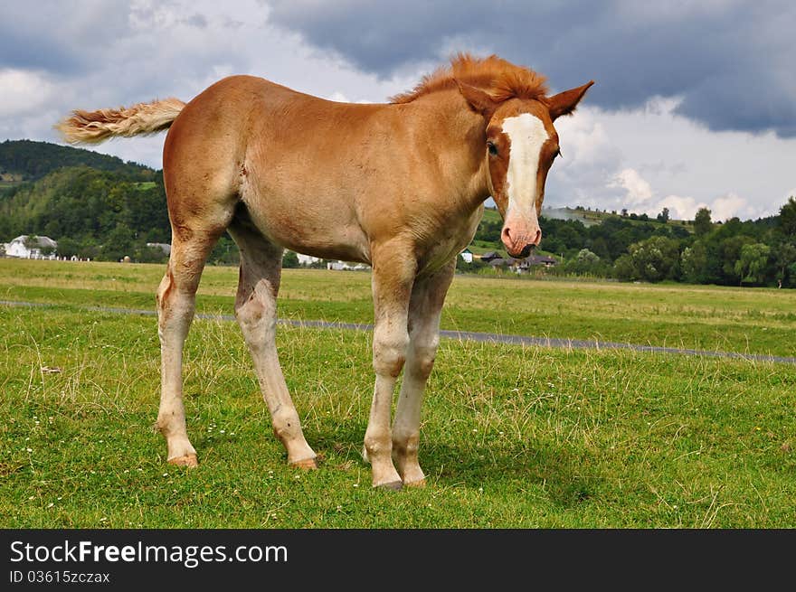 Foal on a pasture in a summer landscape under the dark blue sky