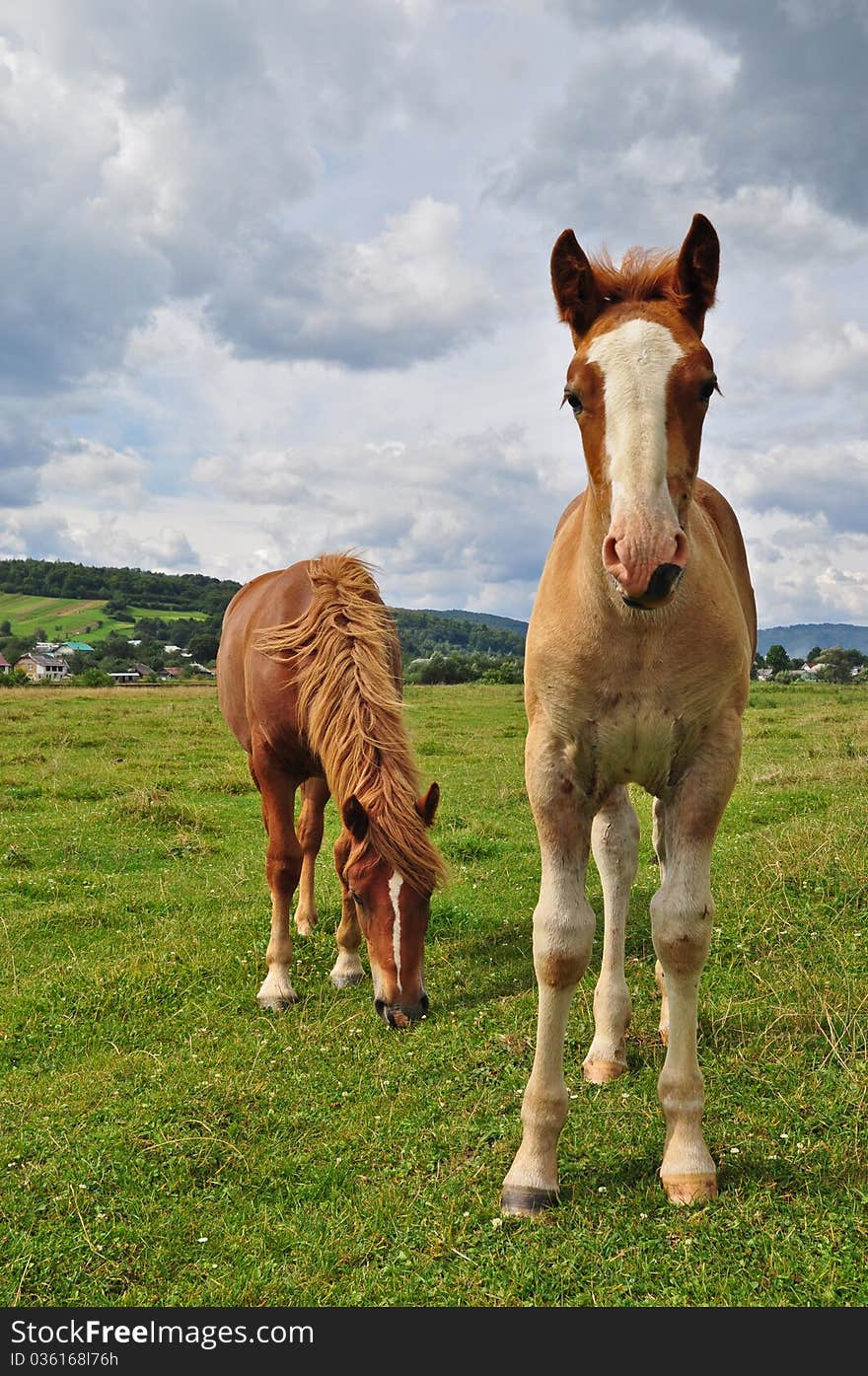 Horses on a pasture in a summer landscape under the dark blue sky