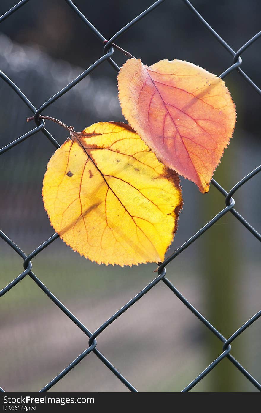 Autumn leaves entangled in the wire. Autumn leaves entangled in the wire