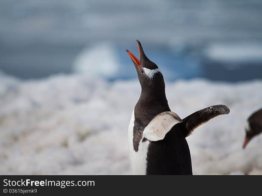 Gentoo Penguin Call