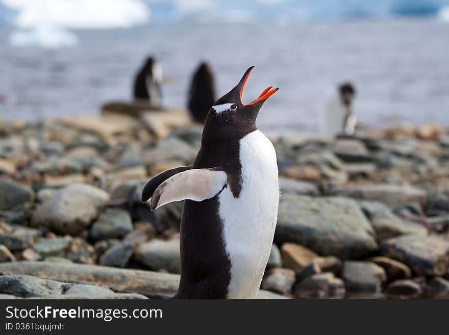 Gentoo Penguin Call