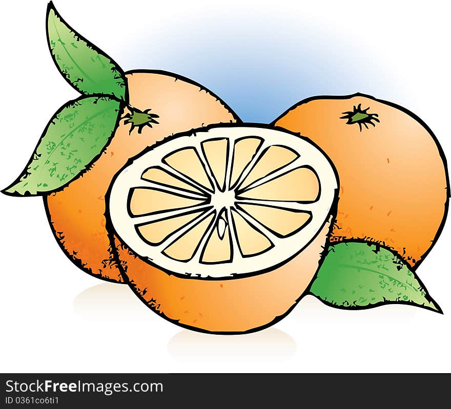 Hand Drawn Sketch of Sliced Oranges. Hand Drawn Sketch of Sliced Oranges