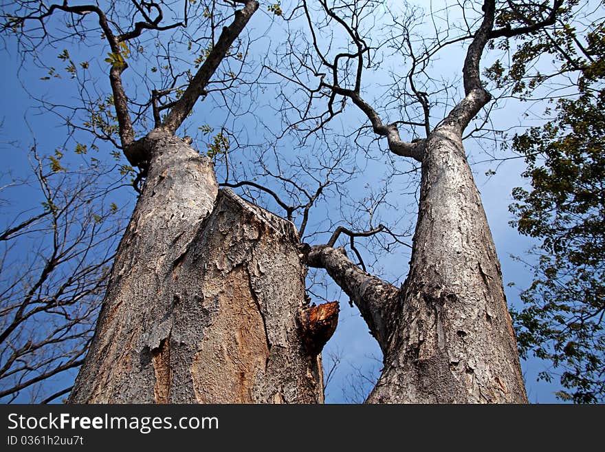 Tree branches and blue sky