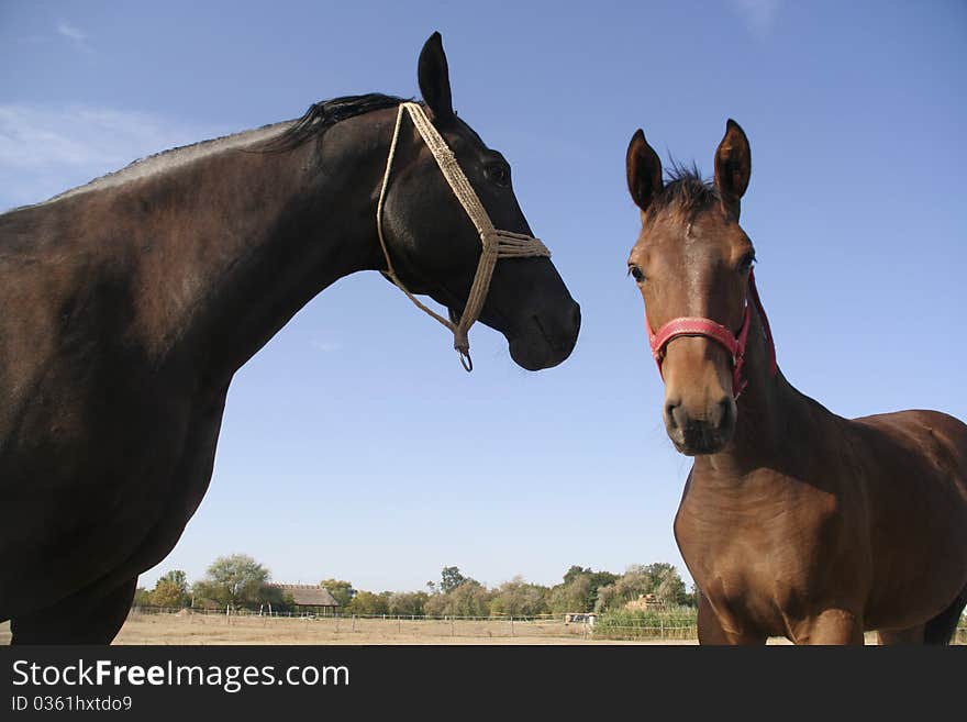 Mare and her foal in the farm. Mare and her foal in the farm