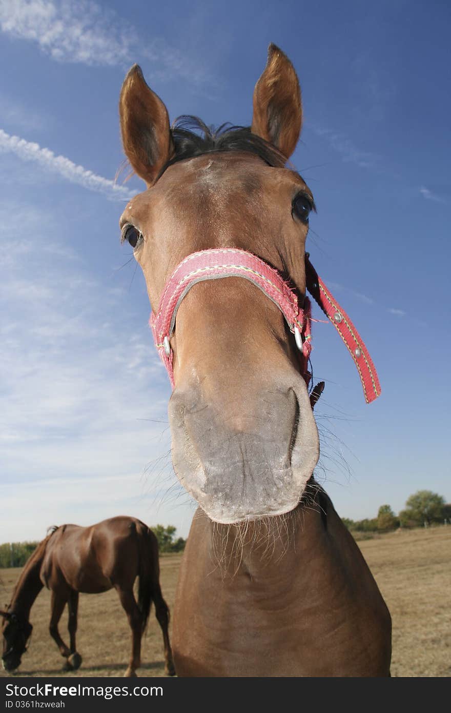 In the farm with an other horse in the background. In the farm with an other horse in the background