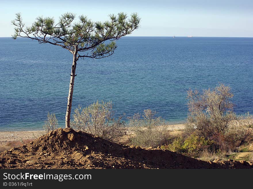 Sole pine tree on a beach