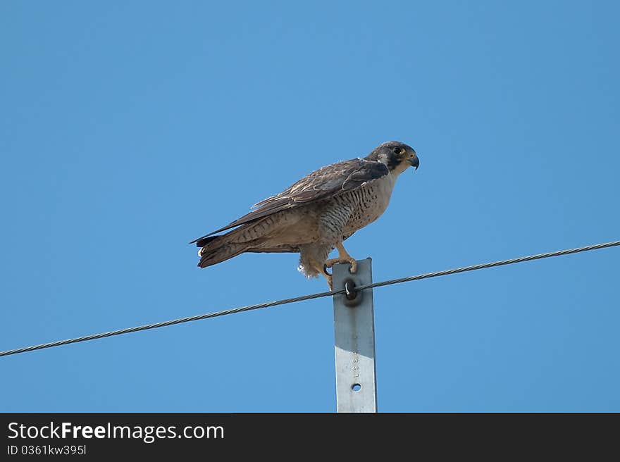 The rare bird in Thailand. The rare bird in Thailand