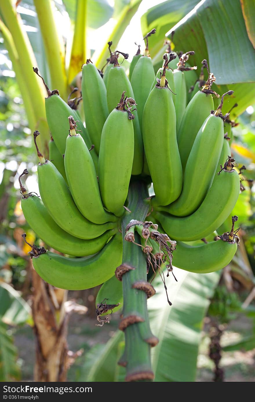 Green bananas