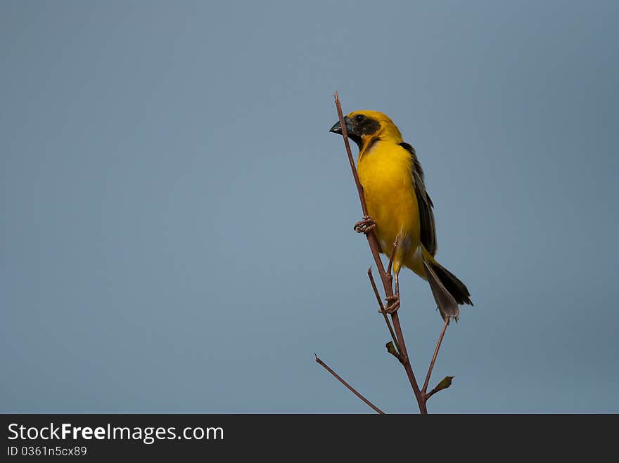 Asian golden weaver