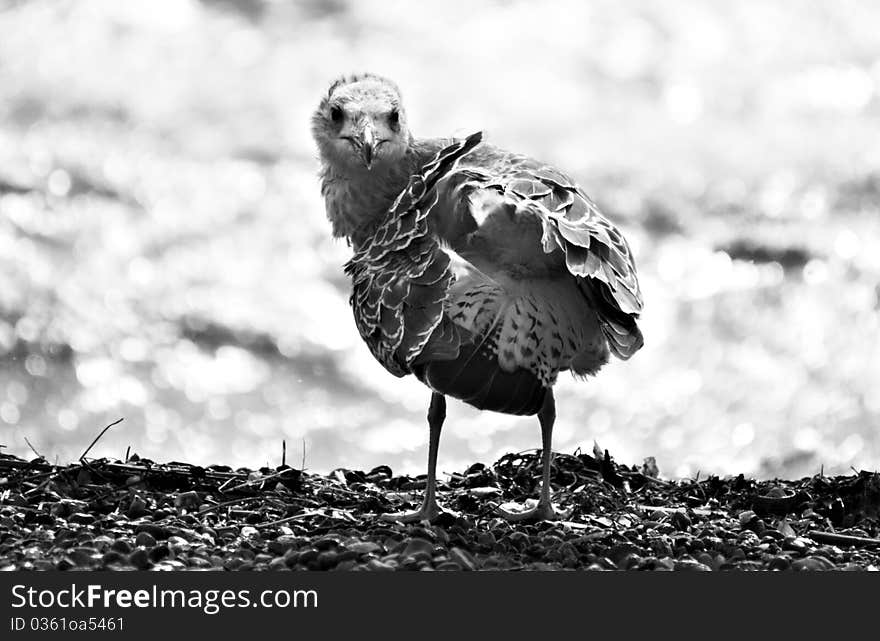 Seagull, the rear view