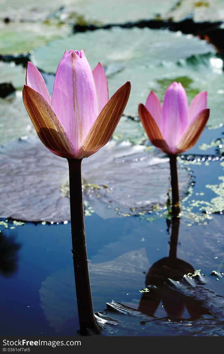 Pink Waterlily