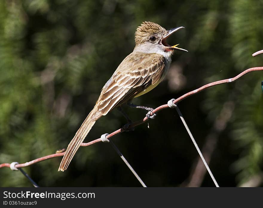 Brown-crested Flycatcher 3