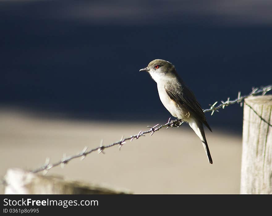 Fire-eyed Diucons are flycatchers found in central and southern Chile, southwestern Argentina, and Tierra del Fuego.