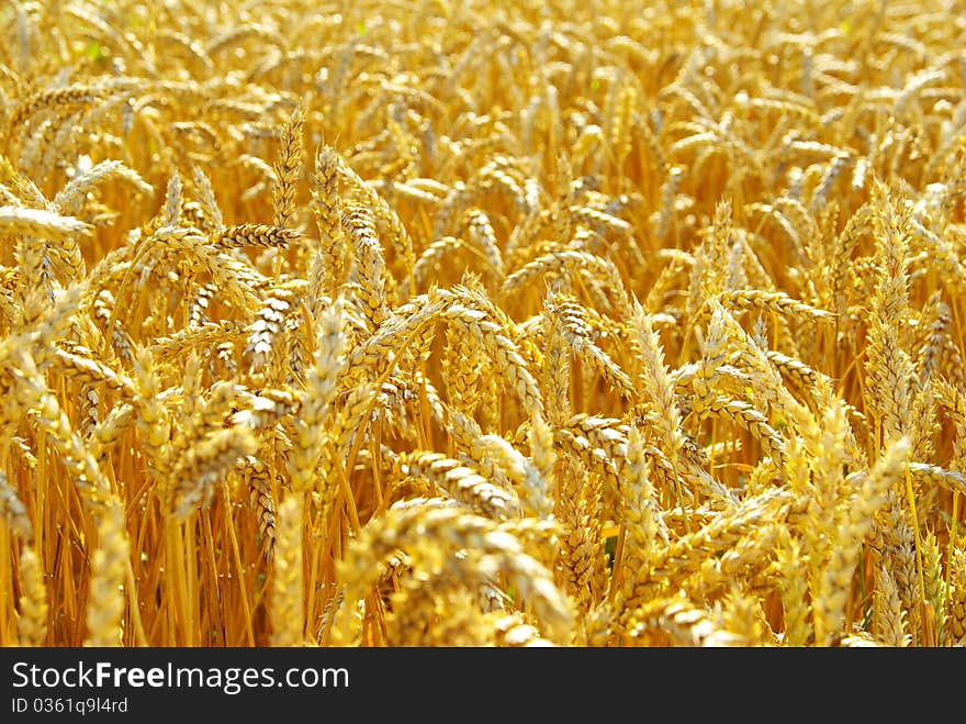 Fields of wheat at the end of summer fully ripe