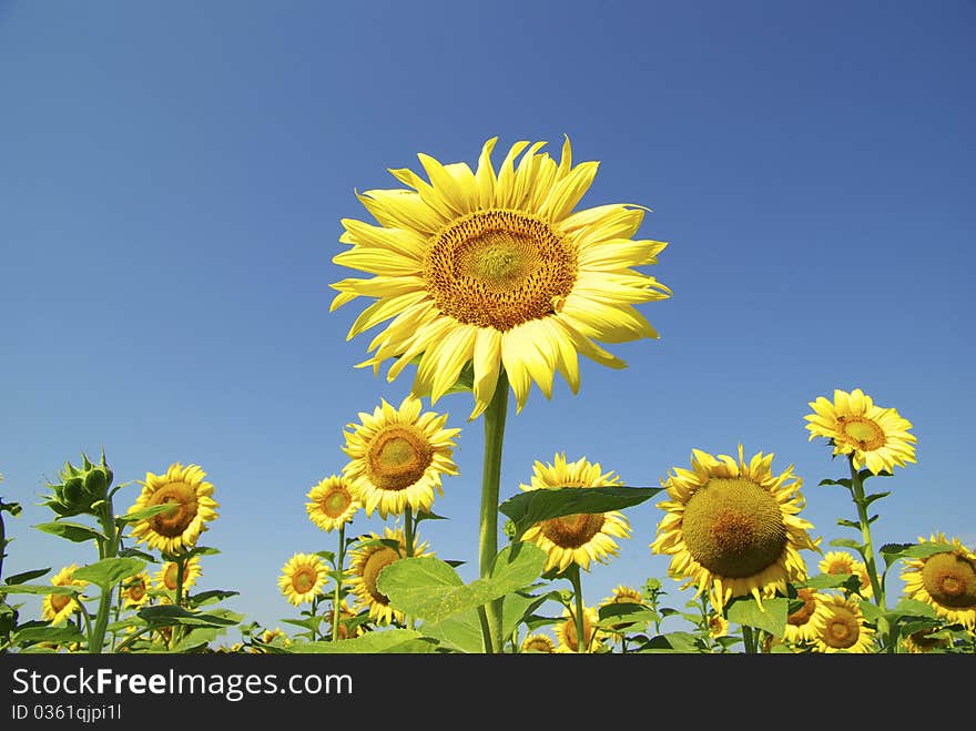 Sunflowers