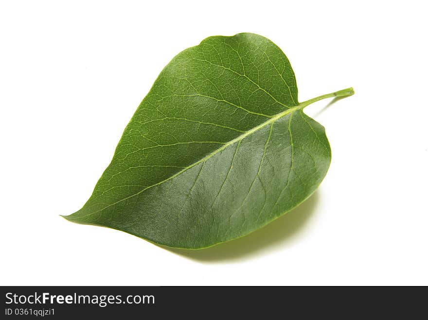 Leaves