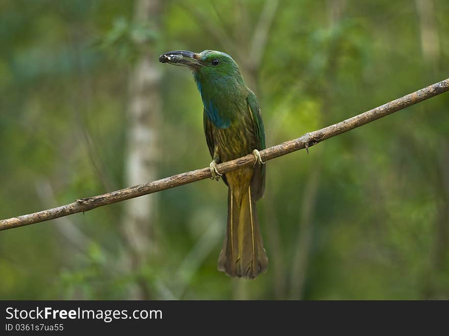 The beautiful bird at Khoa-yai nationalpark Thailand. The beautiful bird at Khoa-yai nationalpark Thailand