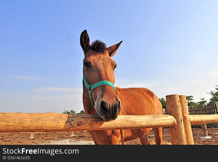 Small horse in Farm over the blue sky