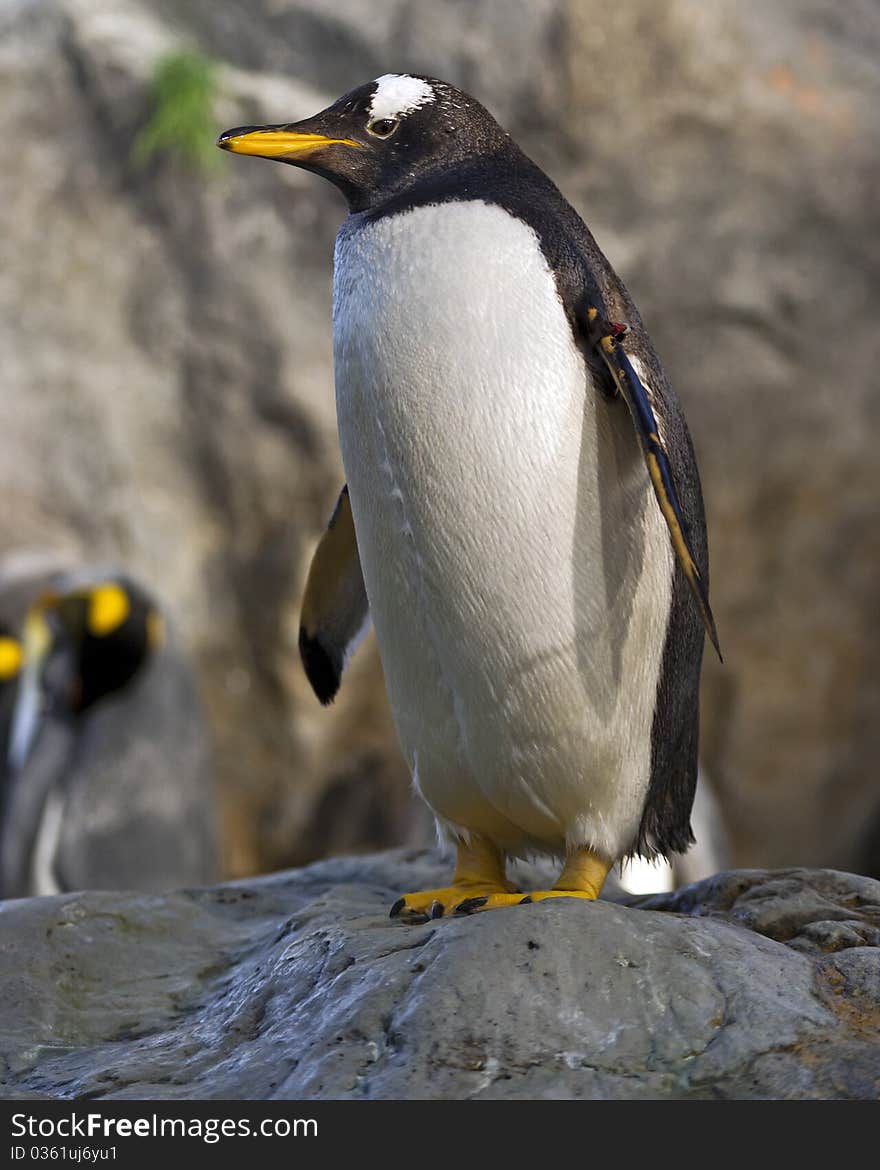 Photo of a king penguin standing