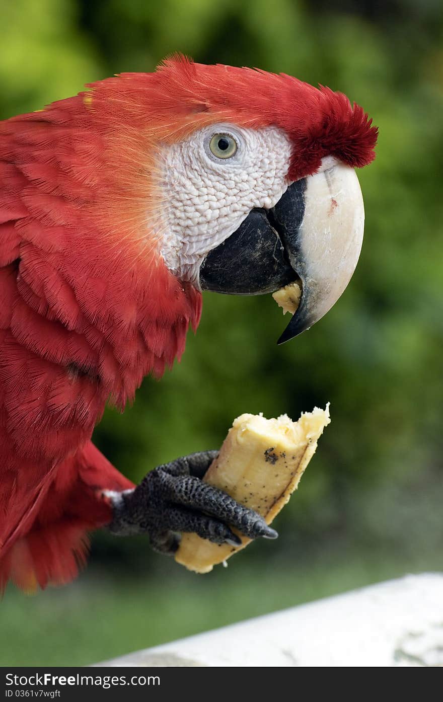 Parrot