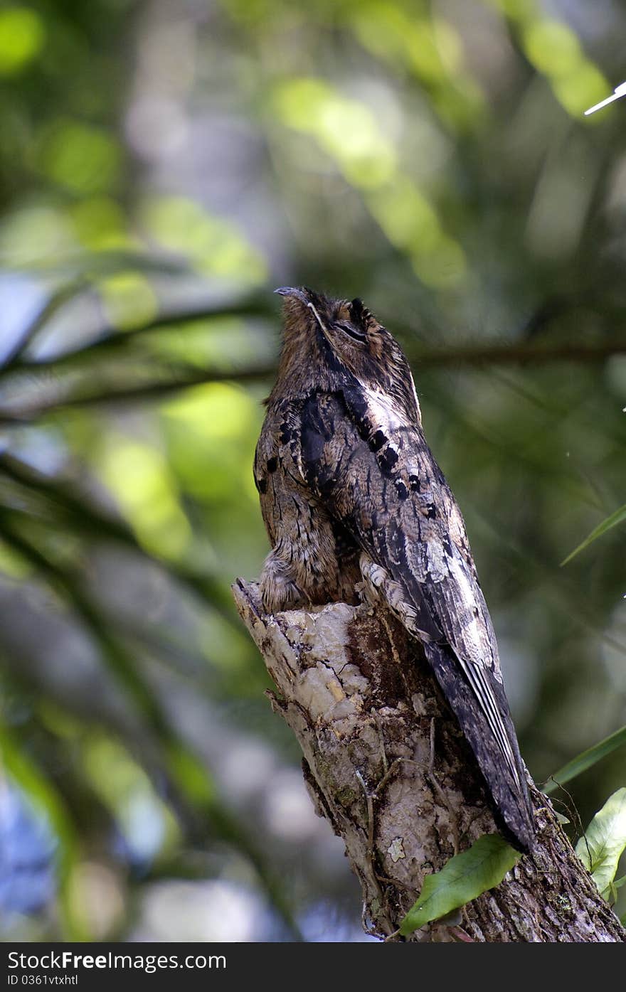 The putou is a tropical bird that camouflages like trees when sleeping during the day