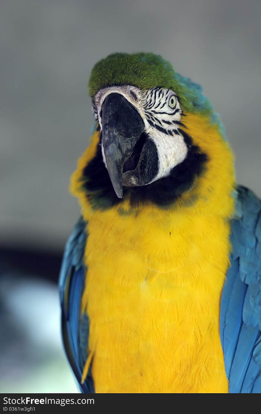 Parrot