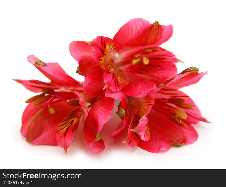 Alstroemeria lily flower